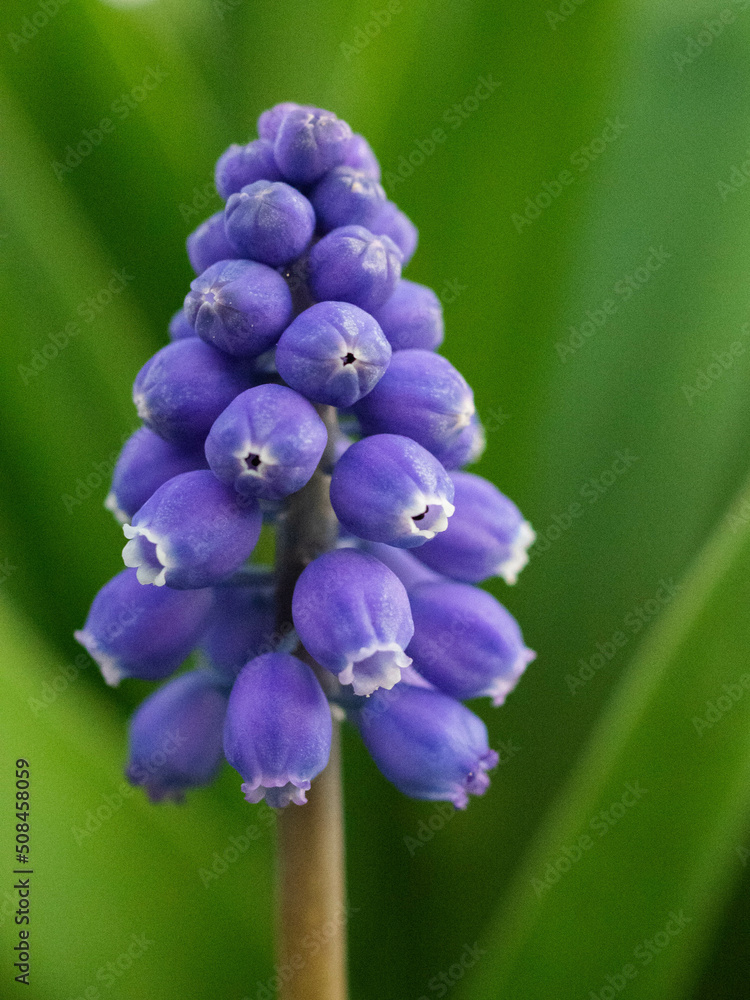 Grape hyacinth. Myosotis. purple flowers in the garden. Spring flowers. Bulb flowers
Grape hyacinth. Myosotis. purple flowers in the garden. Spring flowers. Bulb flowers