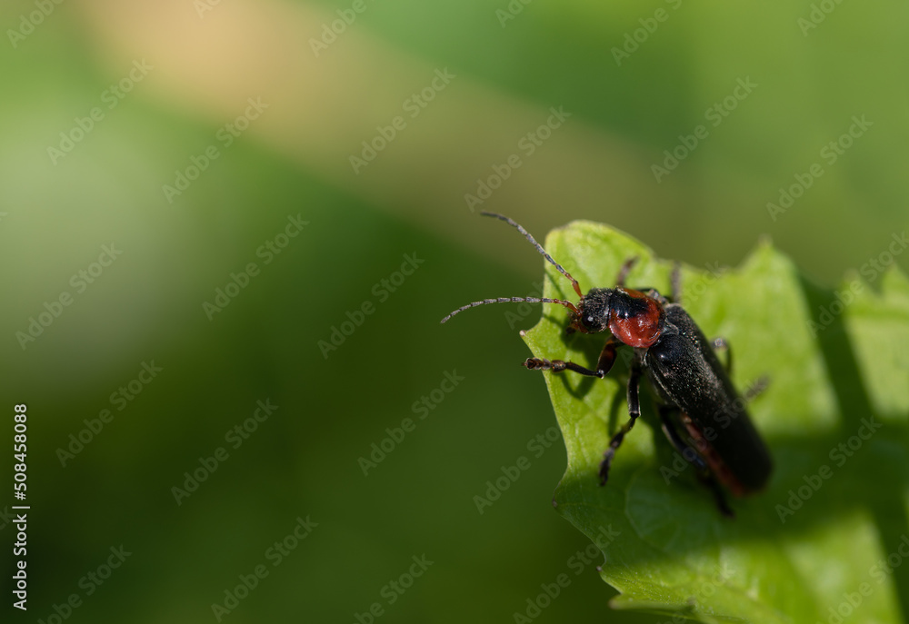Close-up of a small soldier beetle (Cantharidae) hiding behind a green leaf in nature