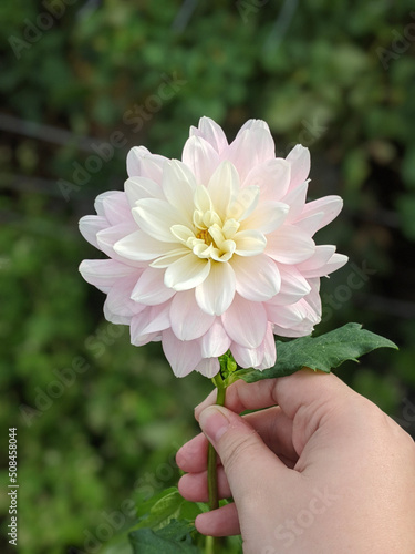hand holding pink flower