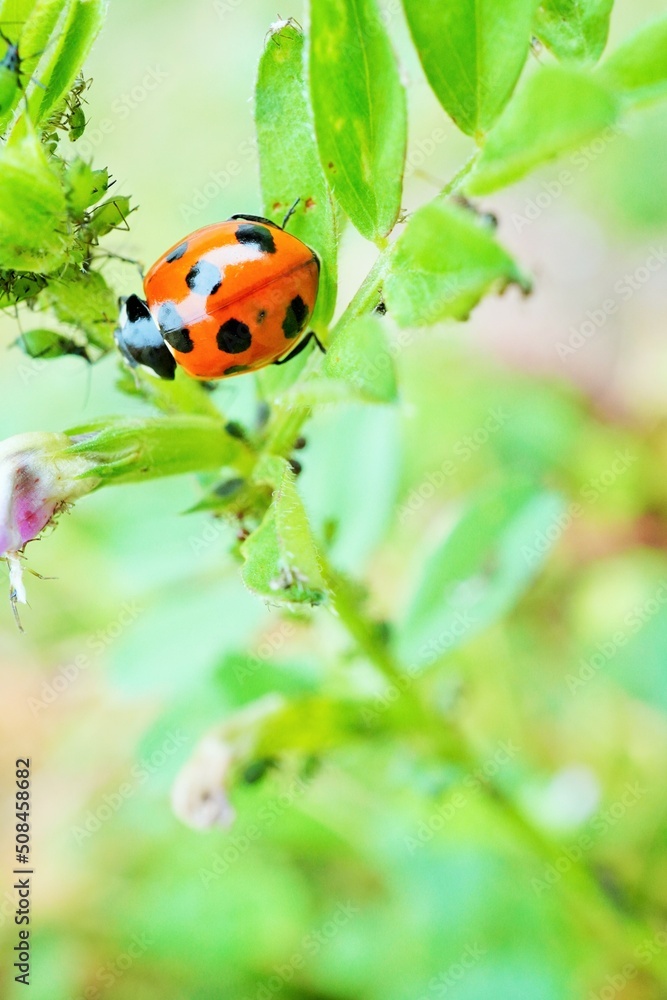 Obraz premium アブラムシのいるカラスノエンドウの茎に渡ろうとしている赤いナナホシテントウムシ