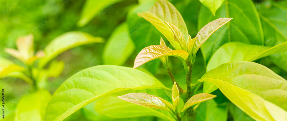 Obraz premium Close-up young leaves of a branched avocado tree in a garden with morning sunlight, background green leaf avocado, natural light, and green blur..