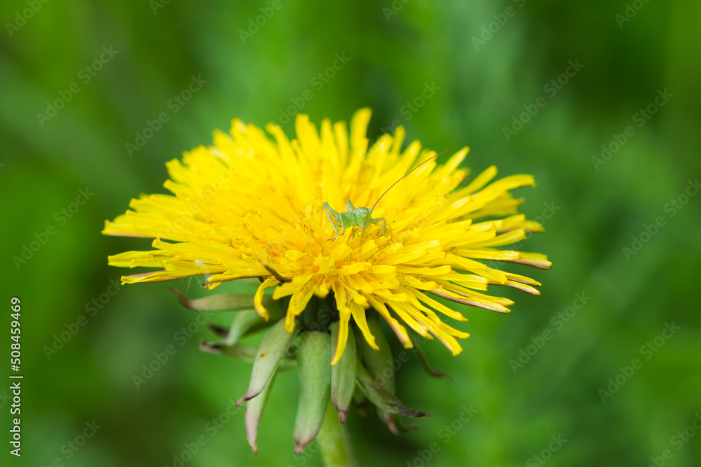 The great green bush-cricket's nymph (lat. Tettigonia viridissima), of the family Tettigoniidae, on Taraxacum officinale, of the family Asteraceae. Central Russia. The great green bush-cricket's nymph (lat. Tettigonia viridissima), of the family Tettigoniidae, on Taraxacum officinale, of the family Asteraceae. Central Russia.