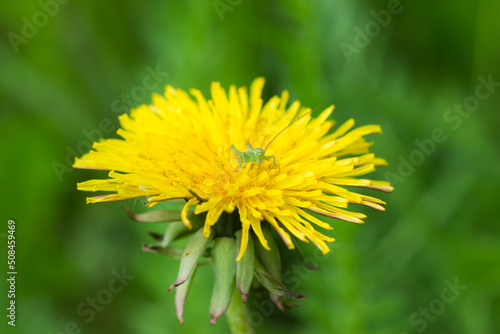 The great green bush-cricket s nymph  lat. Tettigonia viridissima   of the family Tettigoniidae  on Taraxacum officinale  of the family Asteraceae. Central Russia.