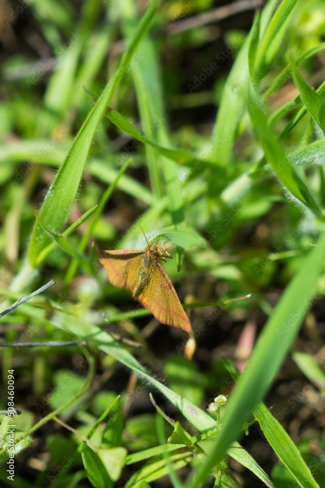 Obraz premium The purple-barred yellow (lat. Lythria purpuraria), of the family Geometridae. Central Russia.