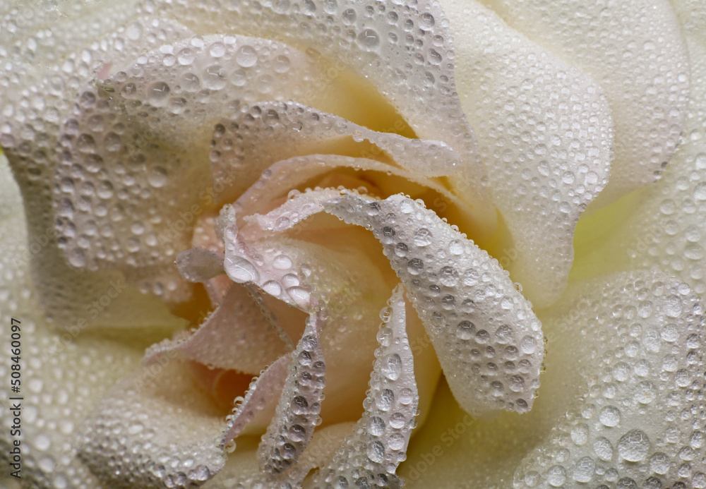 close-up of a white rose with water drops - obrazy, fototapety, plakaty 