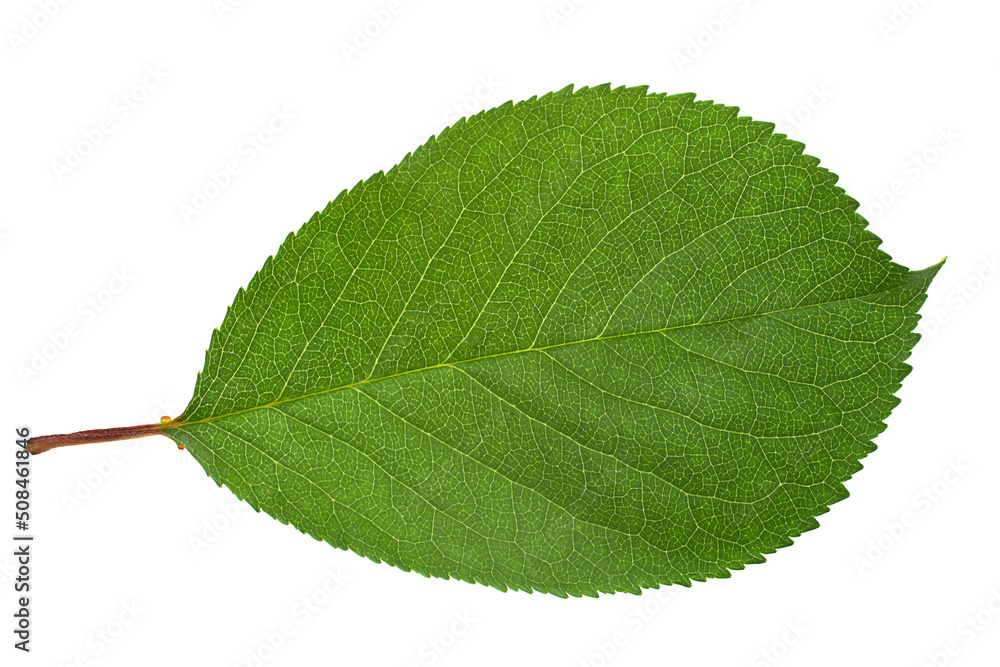 Fototapeta premium Cherry tree leaf isolate on white background