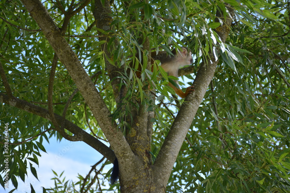 Fototapeta premium Saimiri