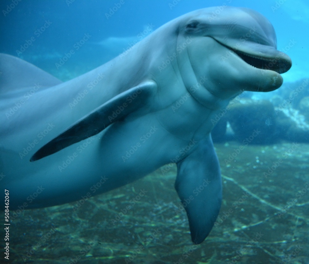 Naklejka premium Dauphin