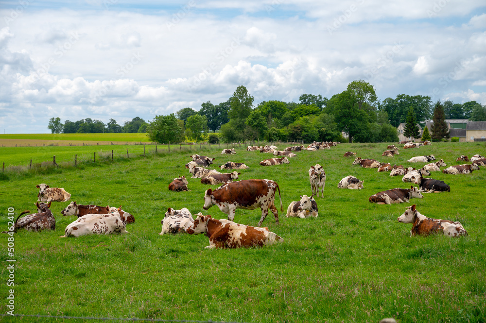 Fototapeta premium Herd of cows resting on green grass pasture, milk and cheese production in Normandy, France