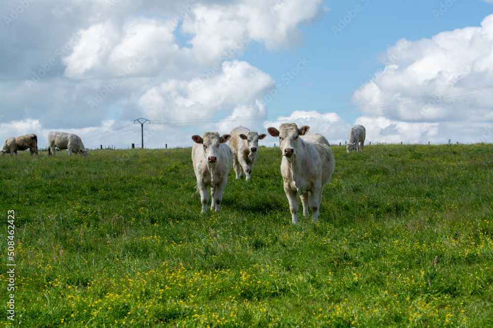 Herd of cows resting on green grass pasture, milk and cheese production in Normandy, France Herd of cows resting on green grass pasture, milk and cheese production in Normandy, France