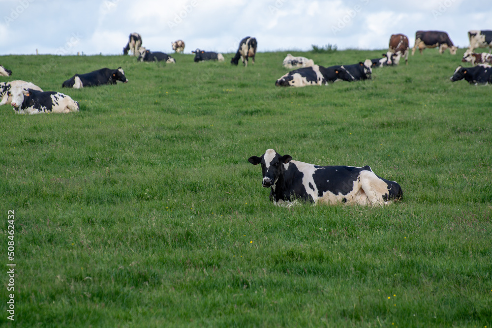 Herd of cows resting on green grass pasture, milk and cheese production in Normandy, France Herd of cows resting on green grass pasture, milk and cheese production in Normandy, France