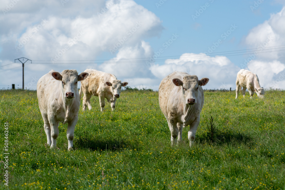 Herd of cows resting on green grass pasture, milk and cheese production in Normandy, France Herd of cows resting on green grass pasture, milk and cheese production in Normandy, France