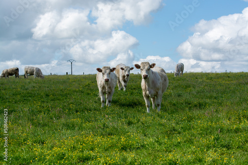 Fototapeta Naklejka Na Ścianę i Meble -  Herd of cows resting on green grass pasture, milk and cheese production in Normandy, France