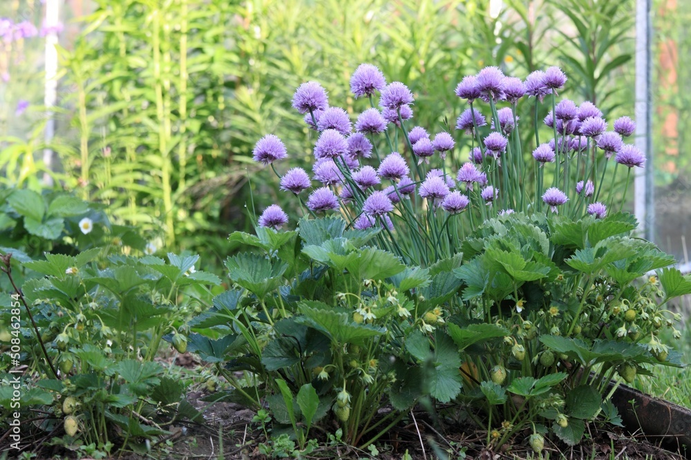 Flowering chives, lat. Allium schoenoprasum, and ripening strawberries in permacultural garden. Ecological gardening combines different types of vegetables and flowers in the garden Flowering chives, lat. Allium schoenoprasum, and ripening strawberries in permacultural garden. Ecological gardening combines different types of vegetables and flowers in the garden