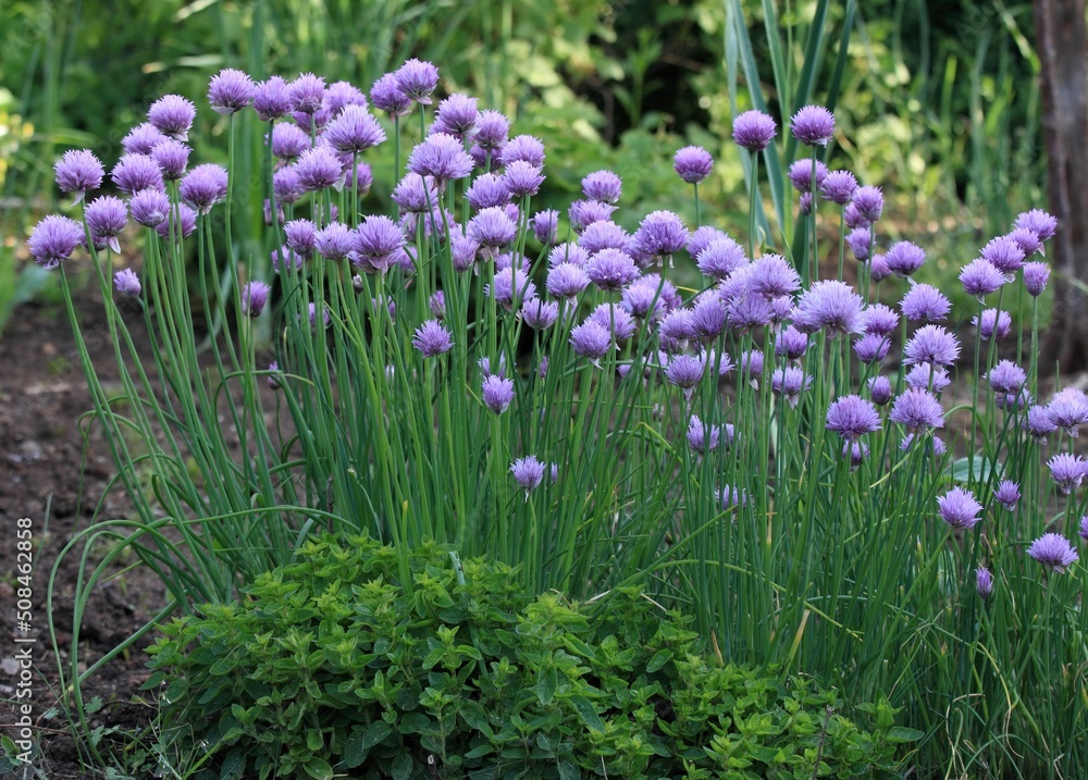 Flowering chives, lat. Allium schoenoprasum, and oregano in permacultural garden. Ecological gardening combines different types of vegetables and flowers in the garden. Flowering chives, lat. Allium schoenoprasum, and oregano in permacultural garden. Ecological gardening combines different types of vegetables and flowers in the garden.