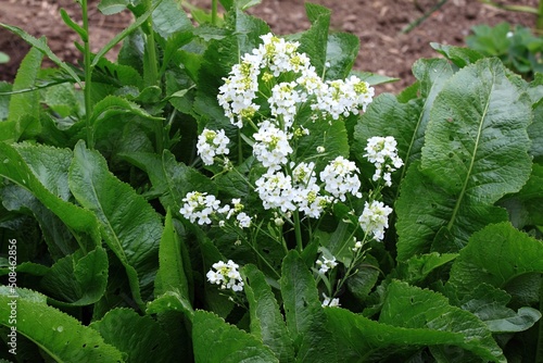 Fotografia White horseradish fowers close up in organic garden