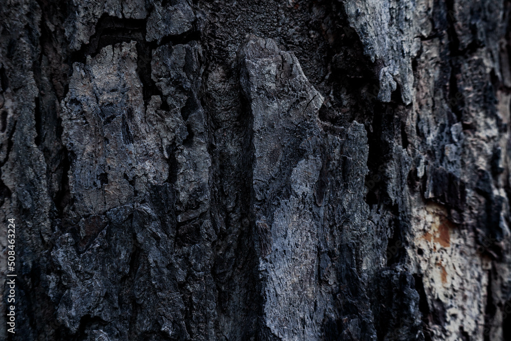 bark of tree dark tone for background texture design bark of tree dark tone for background texture design