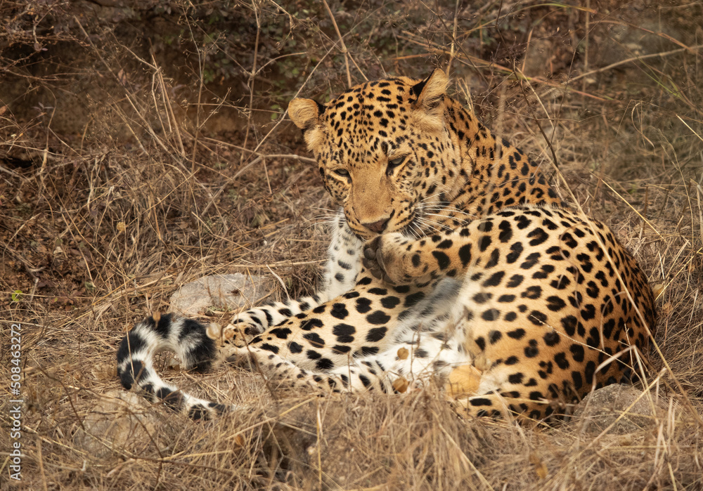Leopard leaking its leg at Jhalana National Reserve, Jaipur Leopard leaking its leg at Jhalana National Reserve, Jaipur