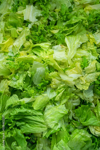 Chopped Fresh Green Lettuce Leaves closeup. Salad background.