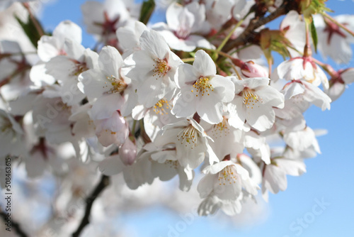 Branch of blossoming sakura against the blue sky background. Closeup. © Owl_photographer