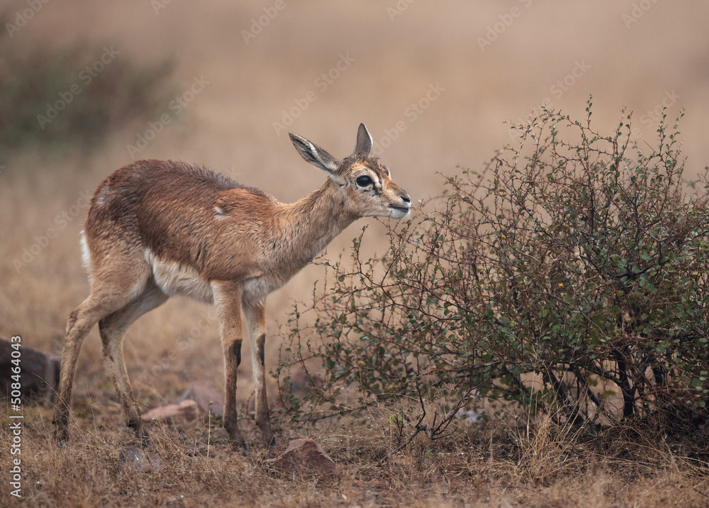 Chinkara feeding at Ranthambore tiger reserve in a foggy morning, India Chinkara feeding at Ranthambore tiger reserve in a foggy morning, India