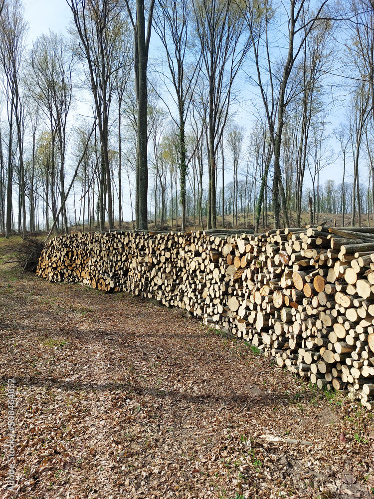 stack of cutted trees in forest - wood