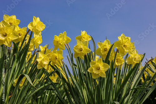 Bright vivid yellow daffodils flowers blooming in spring against serene blue sky.