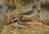 Common ringed plover and wood sandpiper at the backdrop, Hamala, Bahrain