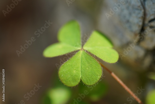 close up Oxalis corniculata photo