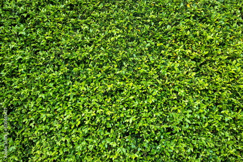green leaf bush background, leaf of Banyan Tree ( Ficus annulata Blume )