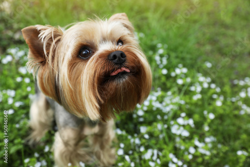 Cute Yorkshire terrier among wildflowers in meadow on spring day, closeup