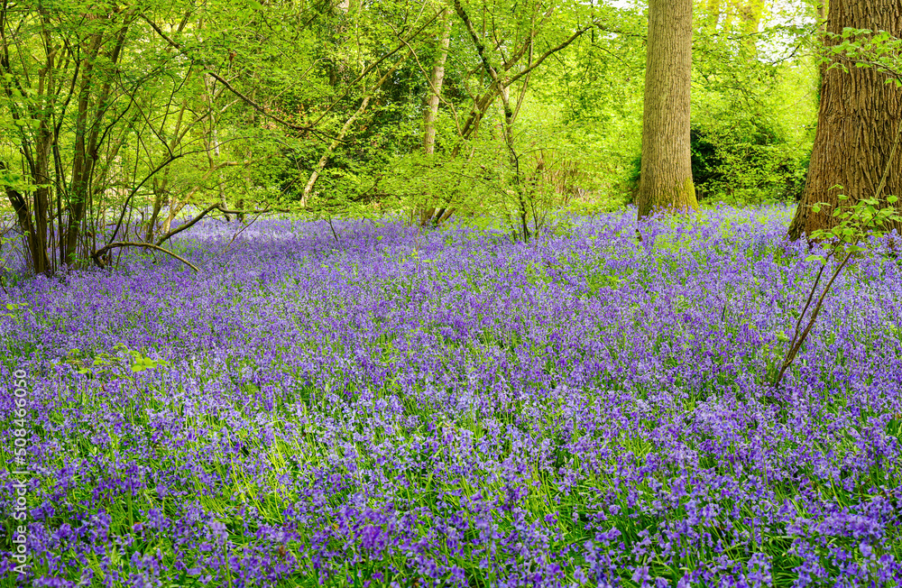 Naklejka premium Bluebell flowers carpet hardwood beech forest in early spring , Guilford, England.