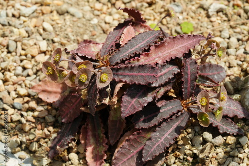 Euphorbia francoisii var. crassicaulis photo