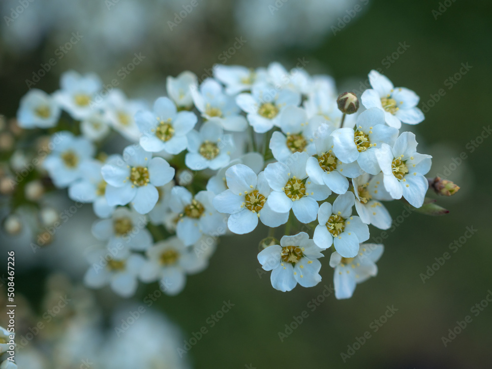 spirea in spring closeup spirea in spring closeup