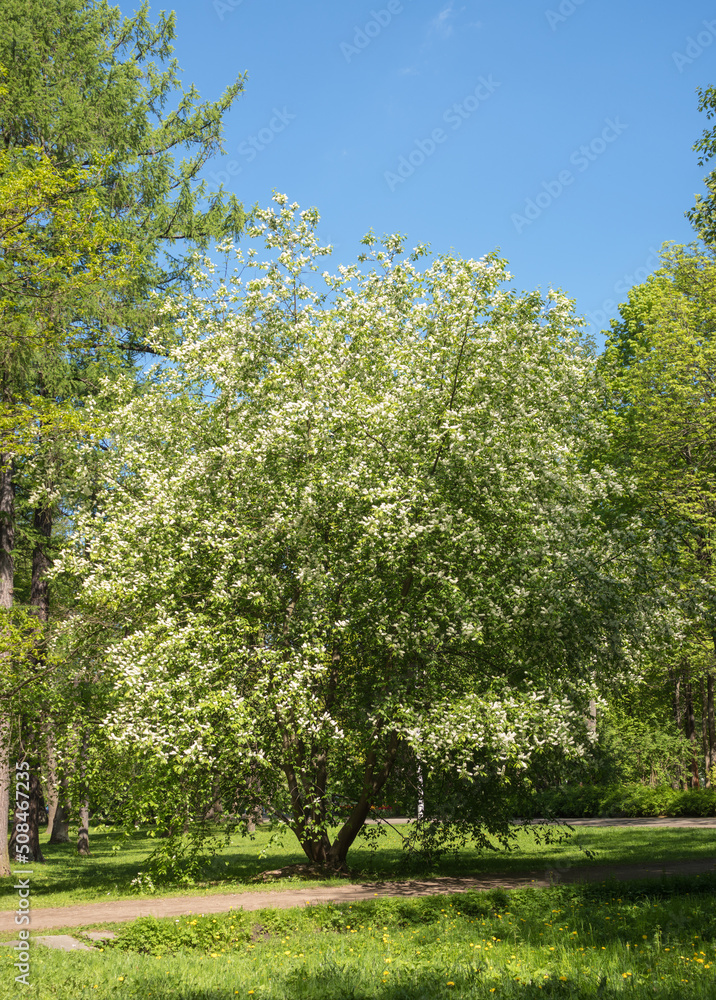 cherry blossom with green foliage cherry blossom with green foliage
