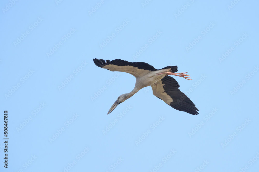 Obraz premium Openbill stork bird