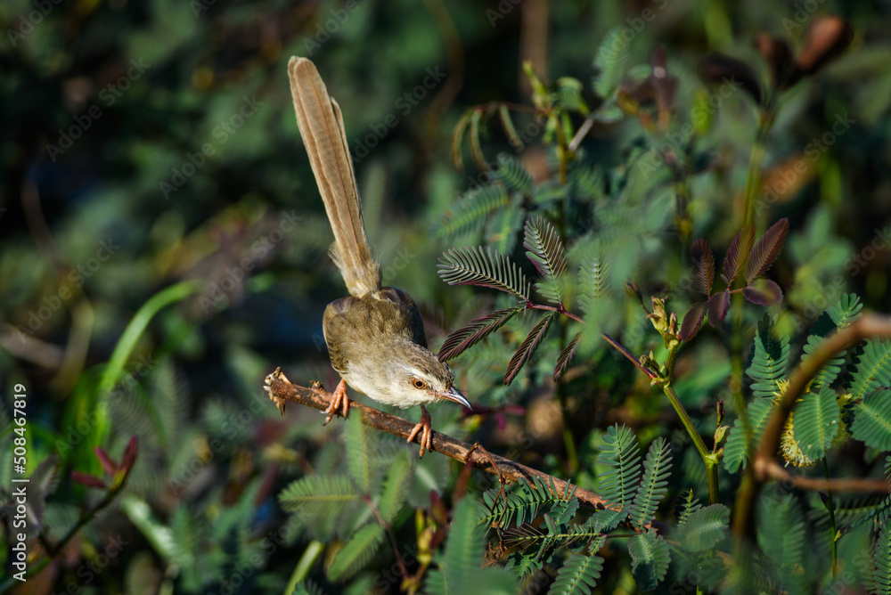 Obraz premium Prinia inornata bird