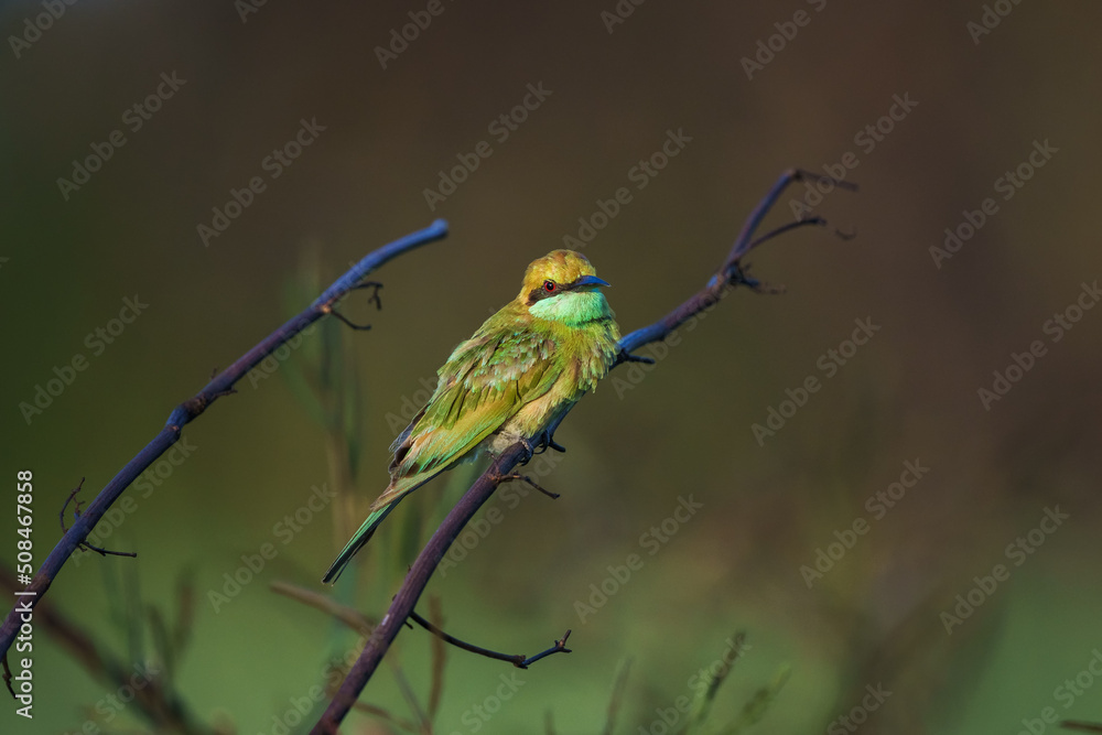 Fototapeta premium Green Bee-Eater, Little Green bee-eater