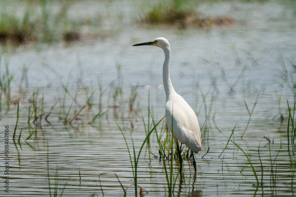 Intermediate Egret