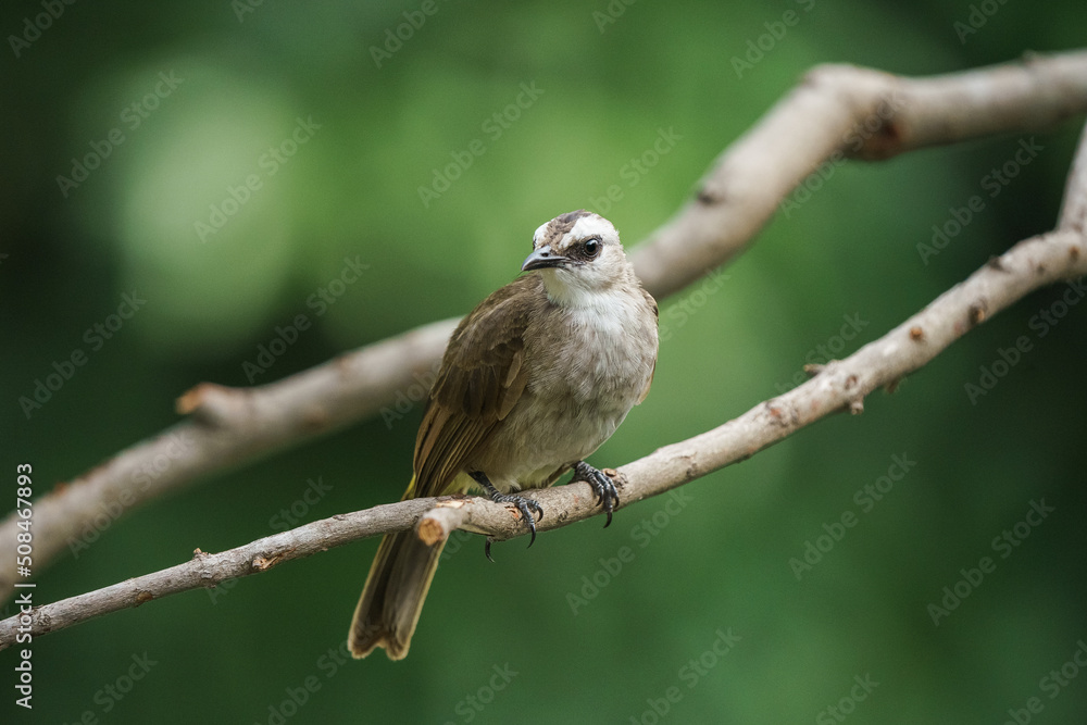Naklejka premium Yellow-vented Bulbul, Pycnonotus goiavier