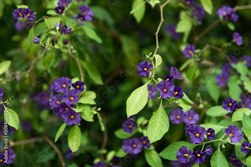 Blue potato bush - Lycianthes rantonnetii photo