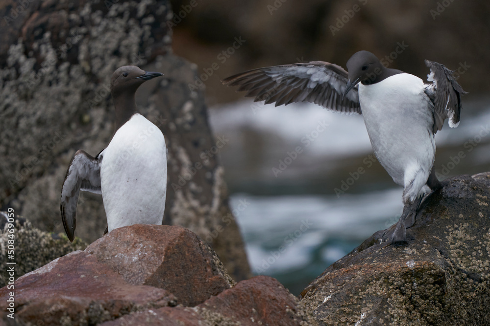 Guillemot (Uria aalge) on rocks close to the sea on Great Saltee Island. Guillemot (Uria aalge) on rocks close to the sea on Great Saltee Island.