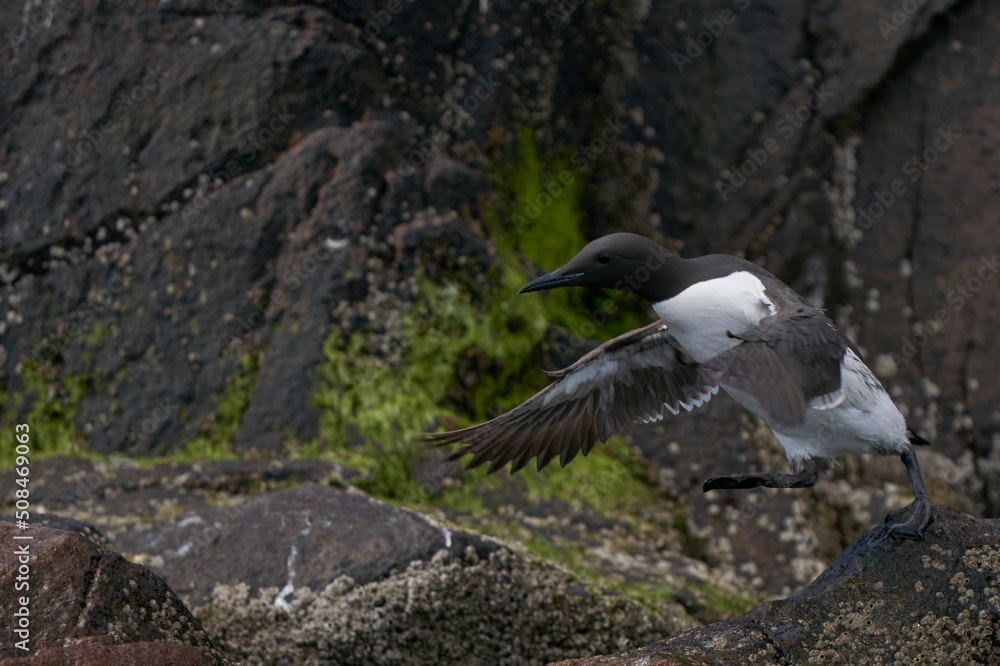 Guillemot (Uria aalge) on rocks close to the sea on Great Saltee Island. Guillemot (Uria aalge) on rocks close to the sea on Great Saltee Island.
