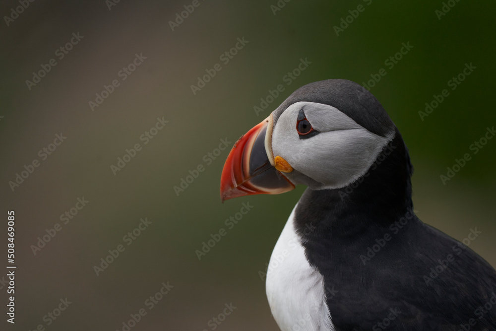 Atlantic puffin (Fratercula arctica) in spring on a cliff on Great Saltee Island off the coast of Ireland. 