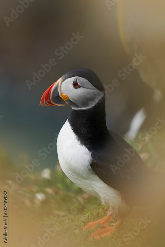 Atlantic puffin (Fratercula arctica) in spring on a cliff on Great Saltee Island off the coast of Ireland. 