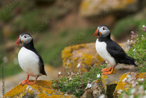 Two Atlantic puffins (Fratercula arctica) amongst spring flowers on Great Saltee Island off the coast of Ireland. 