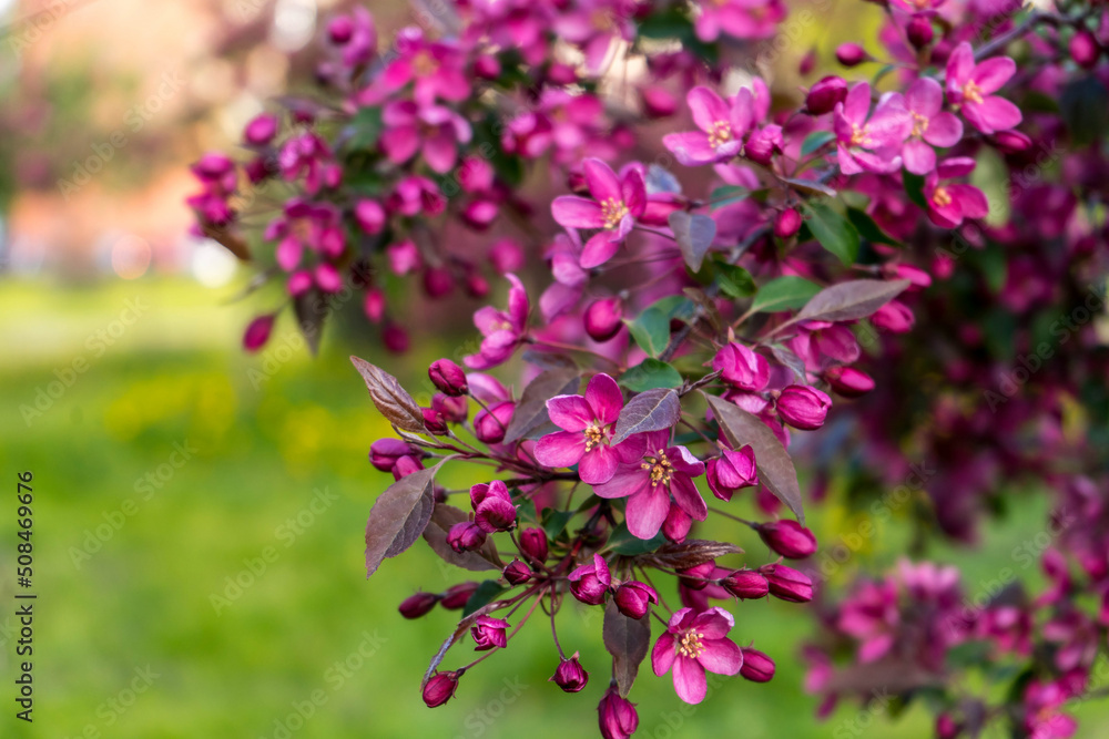 Pink flowers of blossoming apple-tree grade Malus Rudolph in spring garden Pink flowers of blossoming apple-tree grade Malus Rudolph in spring garden
