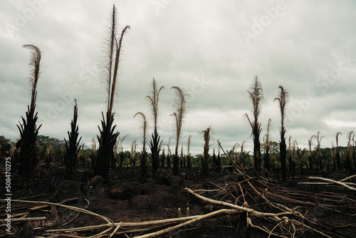 Forest deforestation in South America