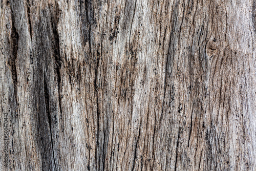 Bark of cedar tree texture background,dry tree texture,Texture Of Wood 