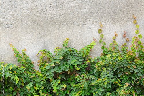 bushes on cement background,Branches with green leaves on old plastered wall background © banjongseal324